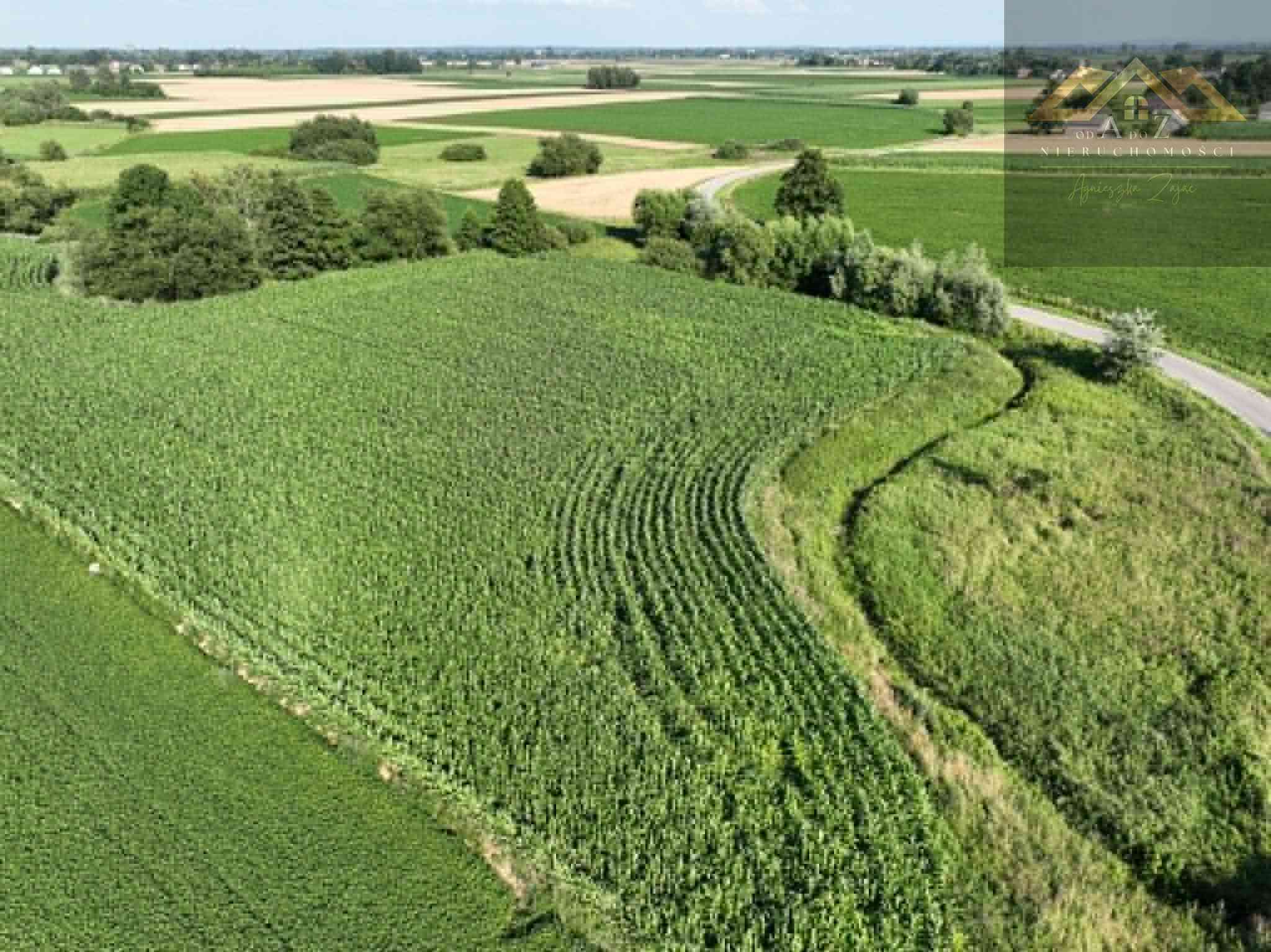 Działka rolna 80 arów w Miechowicach - zdjęcie 11