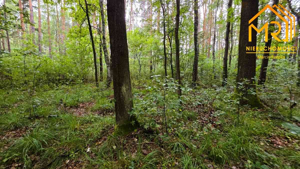 Duża działka leśna w gminie Osiek - zdjęcie 4