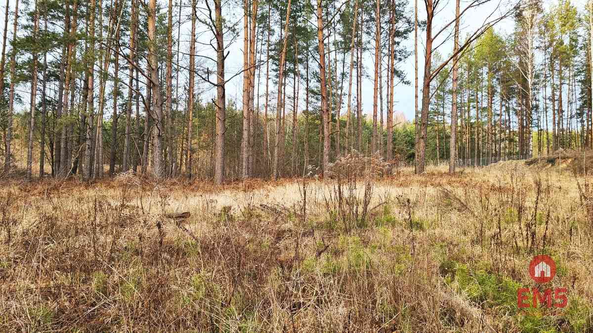 Działka 8500 m2, Jurowce - zdjęcie 6