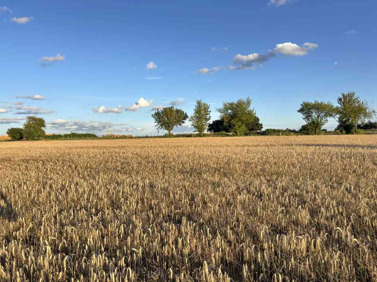 Dopasuj powierzchnię do potrzeb | Od 812m² do 7155 - zdjęcie 10