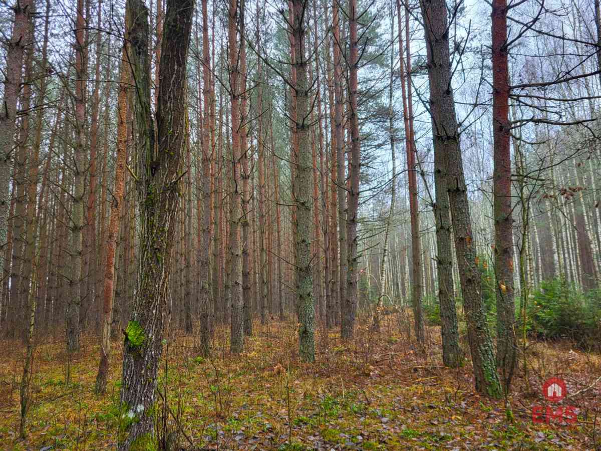 Zadbane działki leśne - zdjęcie 4