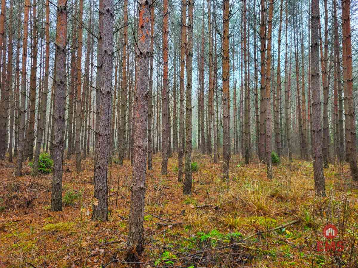 Zadbane działki leśne