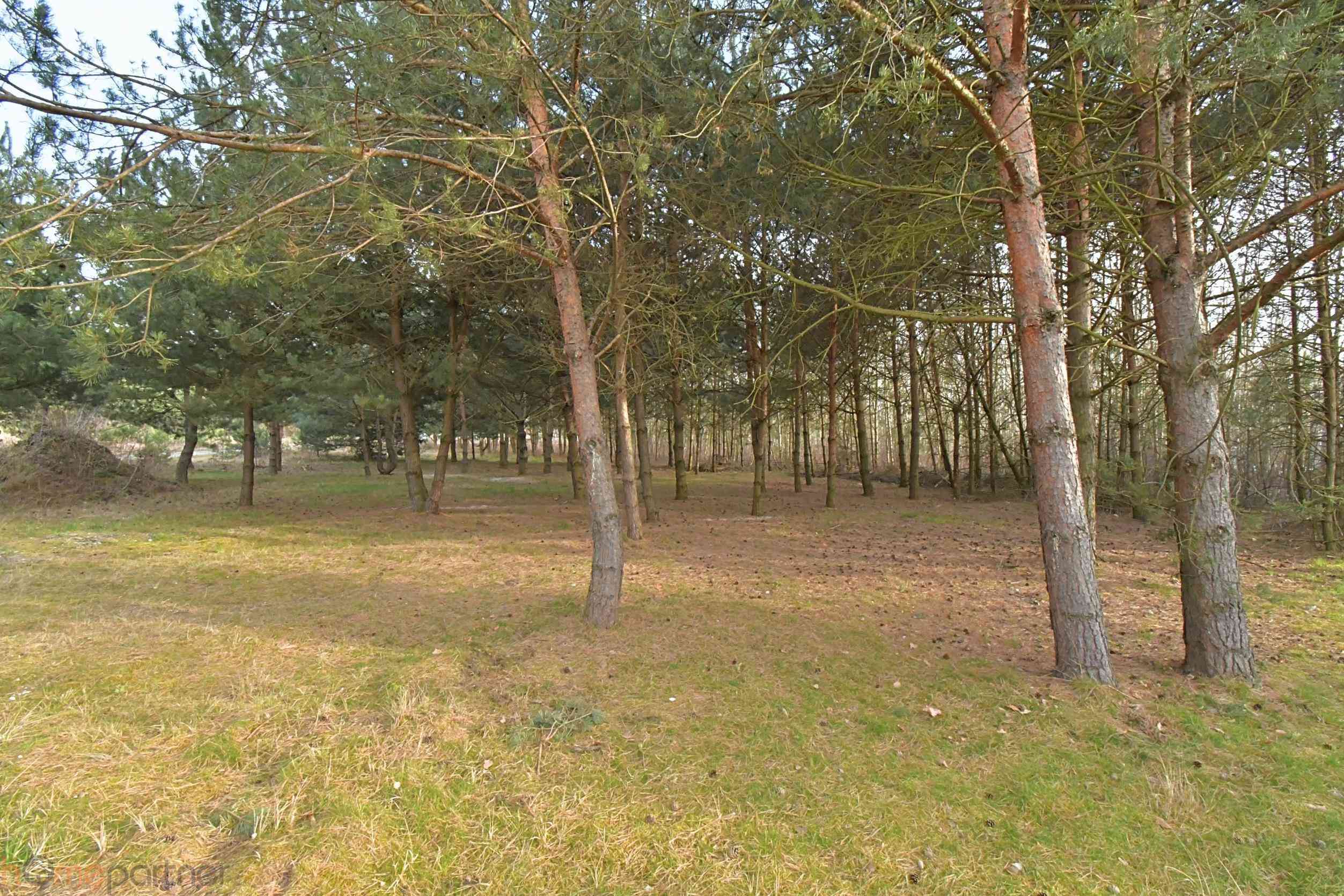 Piękna działka blisko lasu, Miłoszyce - zdjęcie 4