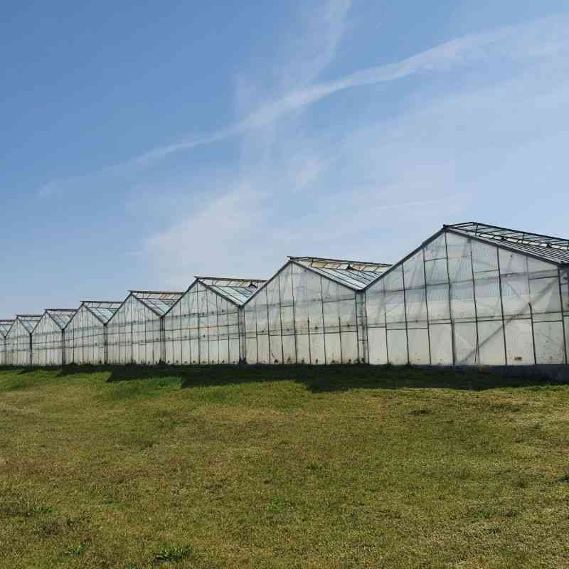 Nieruchomość rolna 39,83 ha z szklarniami – Dłużyna Górna - zdjęcie 2