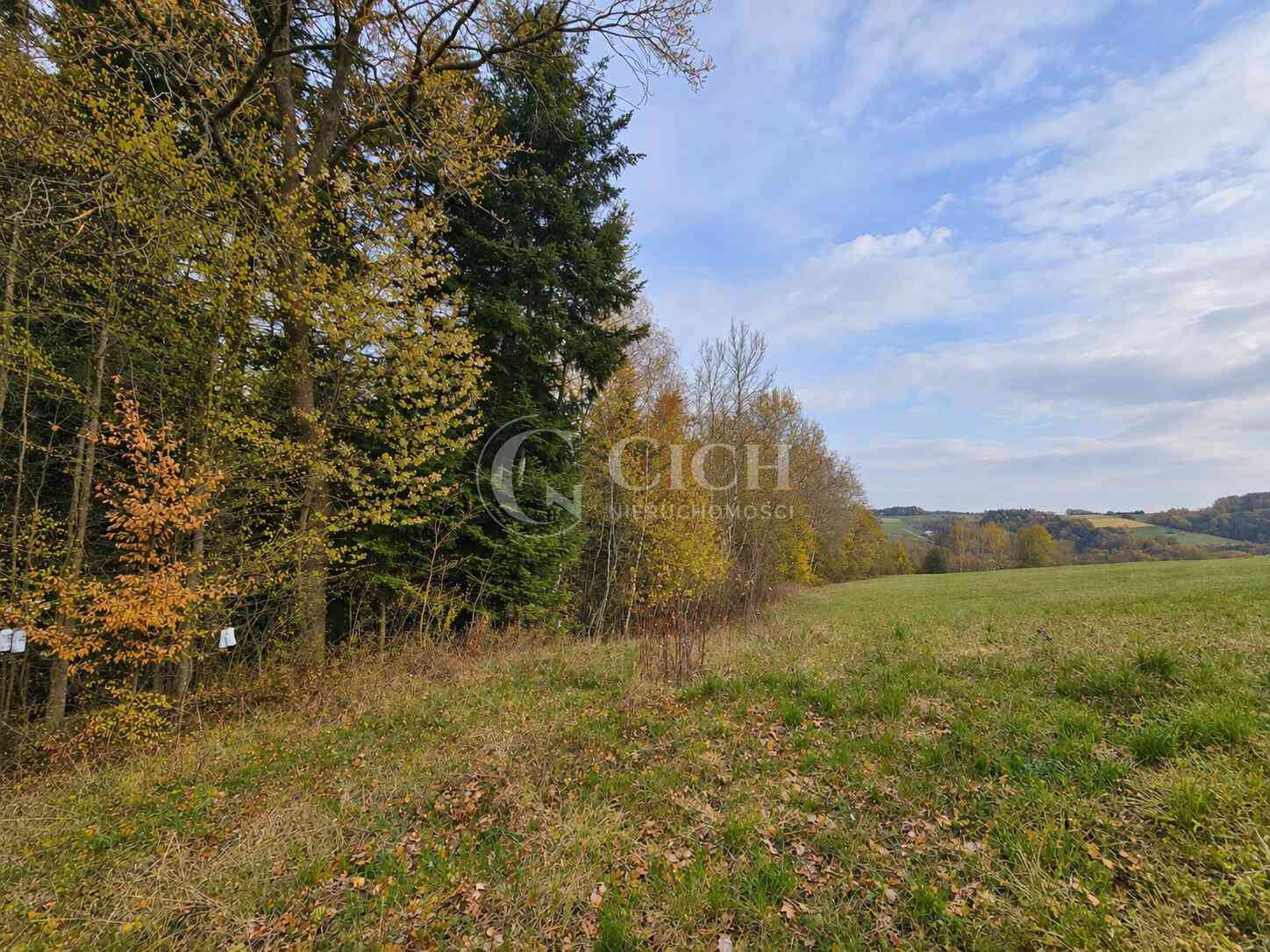 WYJĄTKOWA OFERTA - PRYWATNY LAS 81 ARÓW W OSTRUSZY W MAŁOPOLSCE - zdjęcie 7