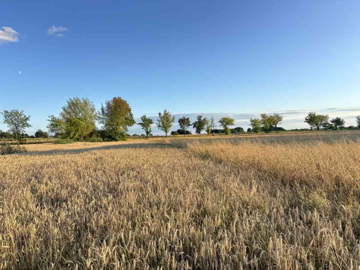 Dopasuj powierzchnię do potrzeb | Od 812m² do 7155 - zdjęcie 11