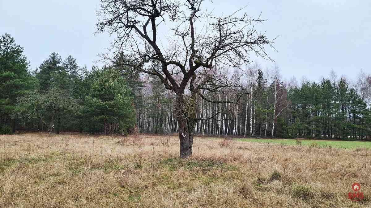 Działka 1900 m2. Pieńki - zdjęcie 5