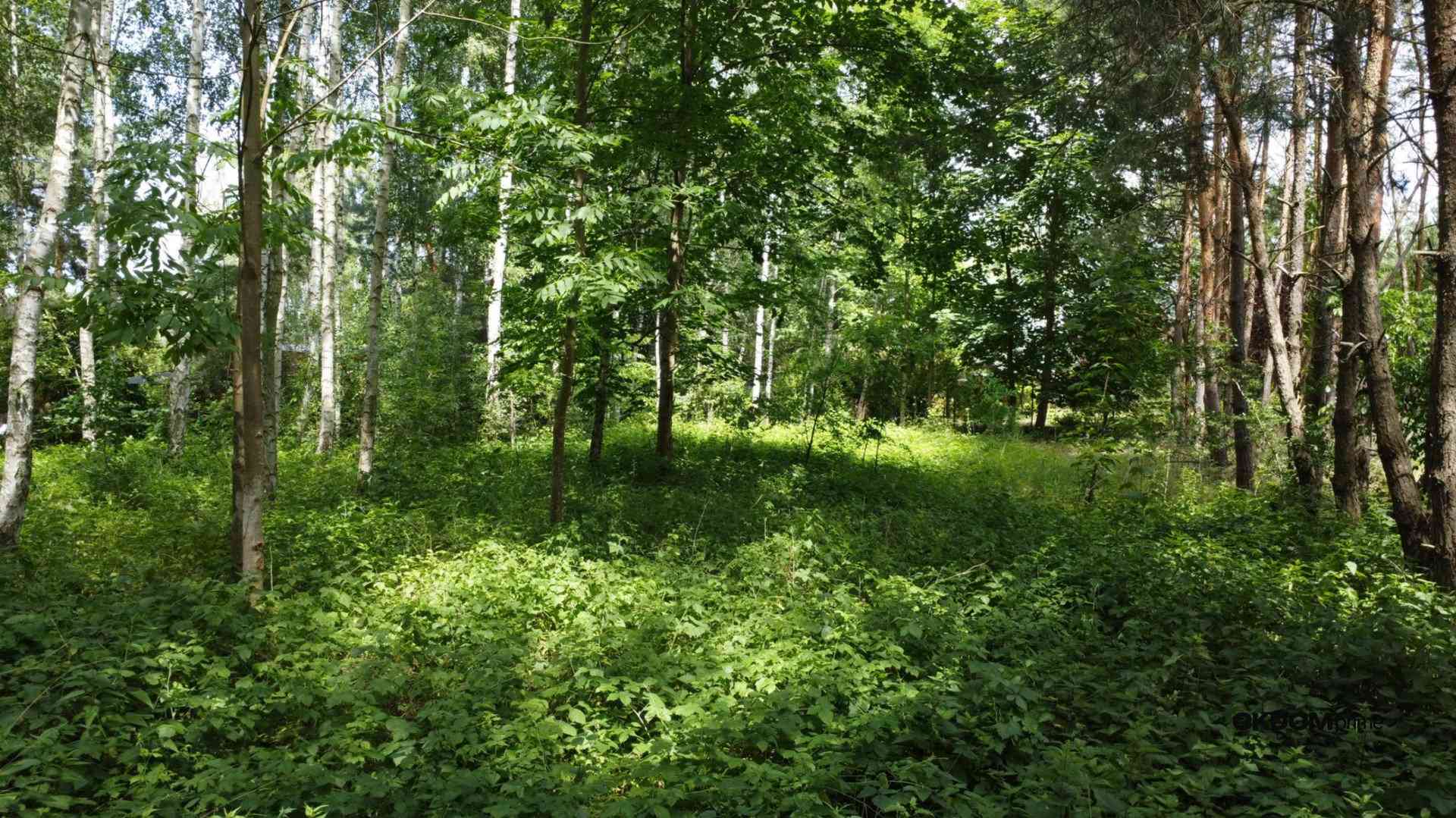 Działka z lasem  na wyłączność / Blisko aglomeracji - zdjęcie 10