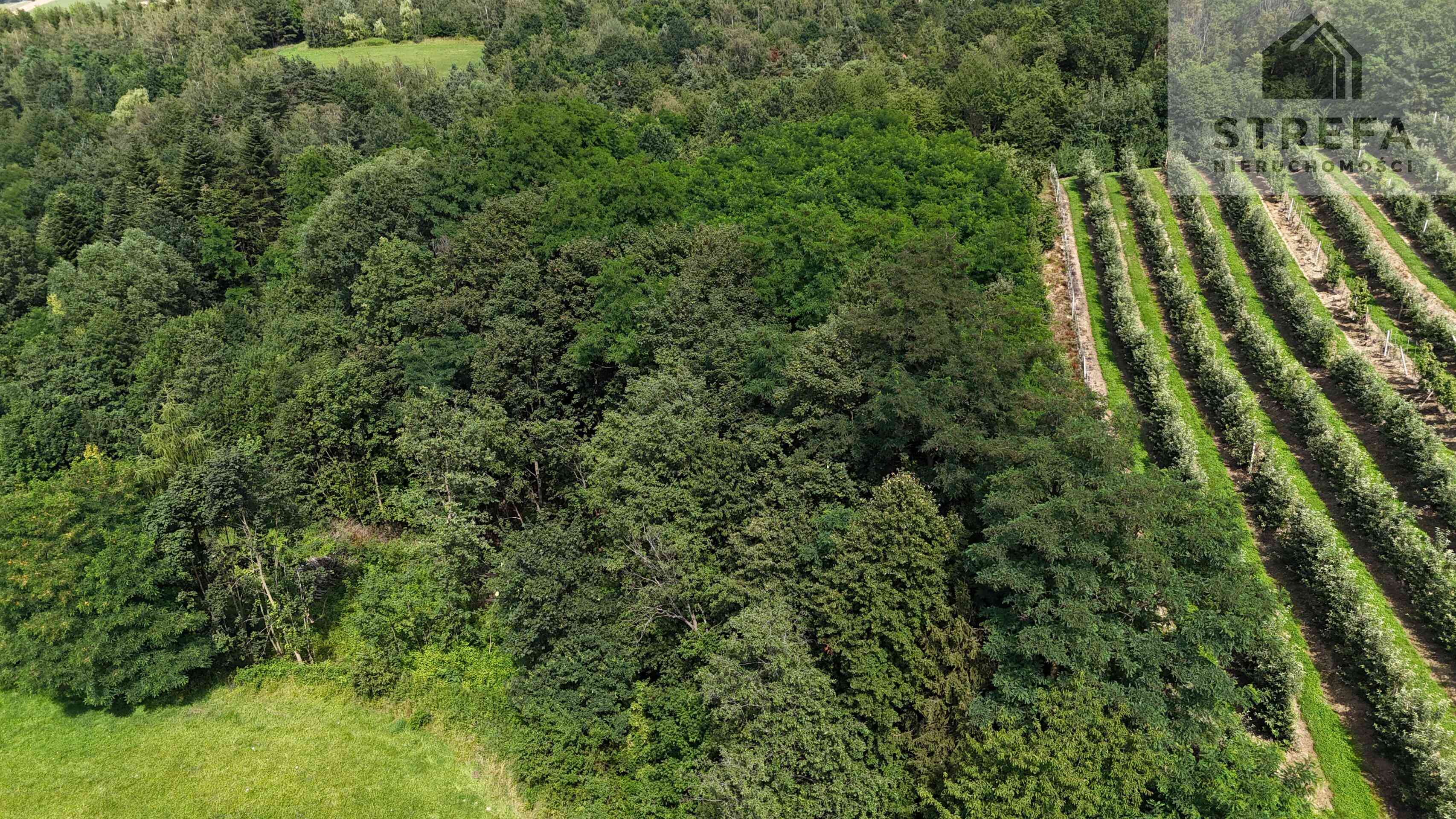 Wyjątkowa działka rolna z możliwością zabudowy zagrodowej, -2,2263 ha, Bilsko gmina Łososina Dolna - zdjęcie 4