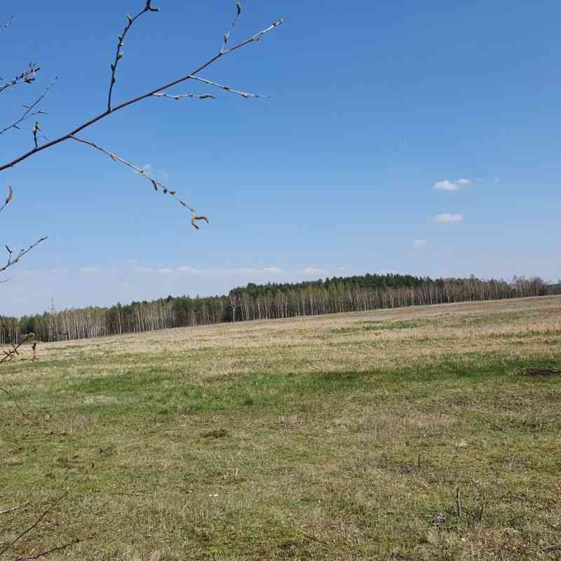 Nieruchomość rolna 39,83 ha z szklarniami – Dłużyna Górna - zdjęcie 5