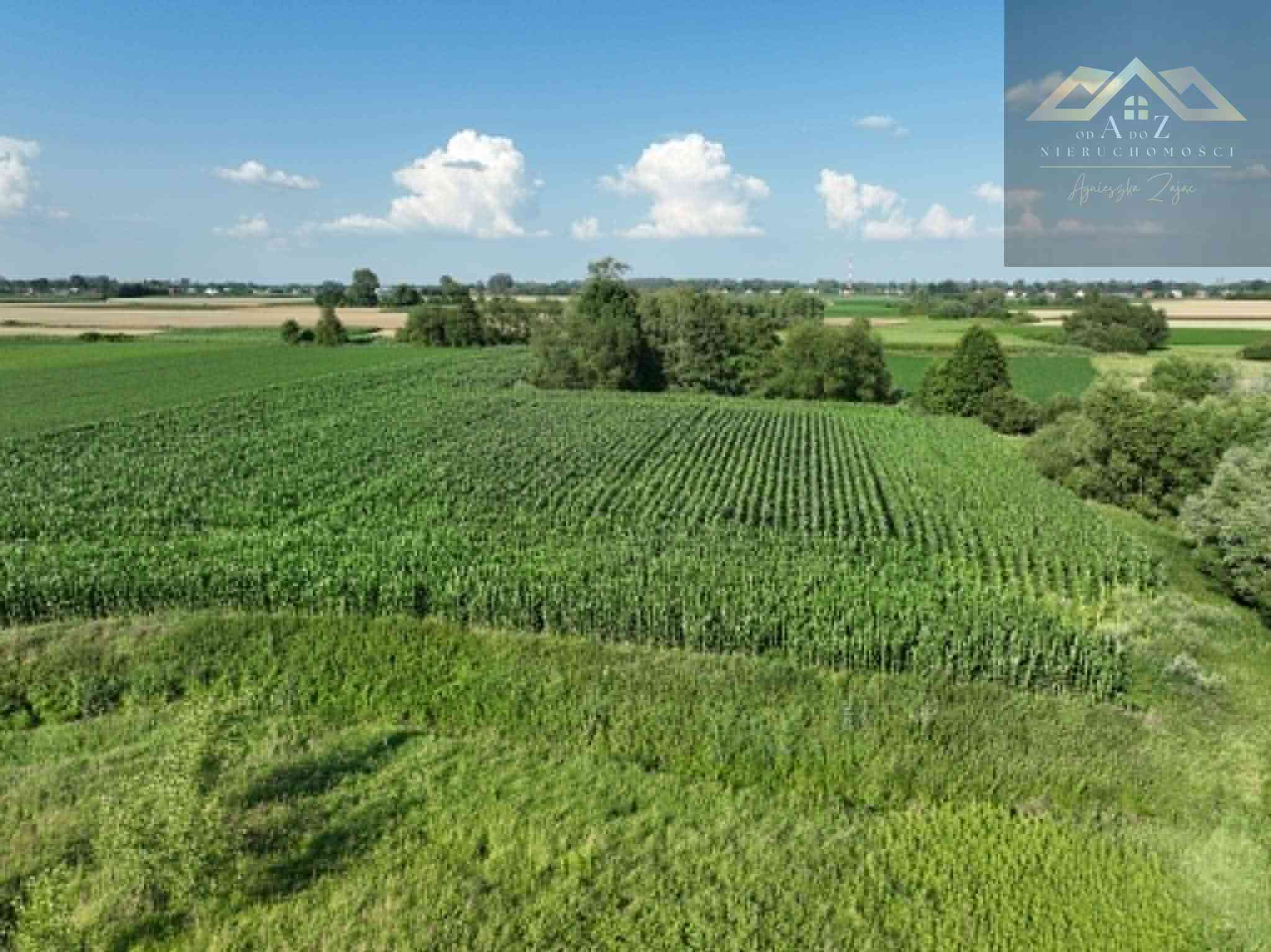 Działka rolna 80 arów w Miechowicach - zdjęcie 7