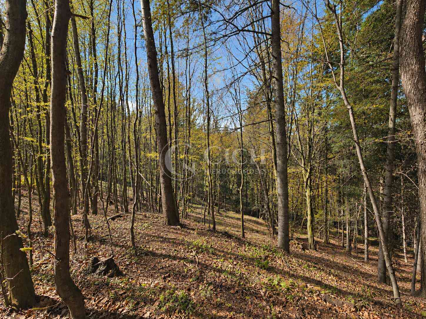 WYJĄTKOWA OFERTA - PRYWATNY LAS 81 ARÓW W OSTRUSZY W MAŁOPOLSCE - zdjęcie 6