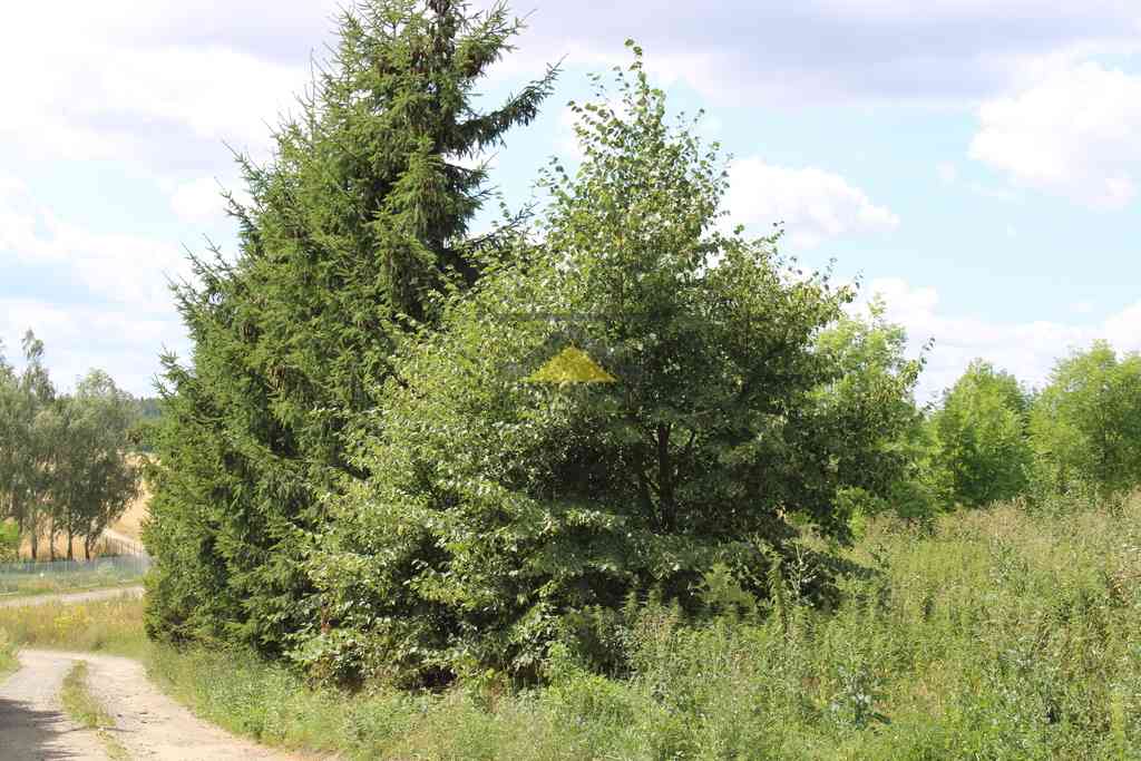 Działka 35 arów, wydane WZ, Racław - zdjęcie 8