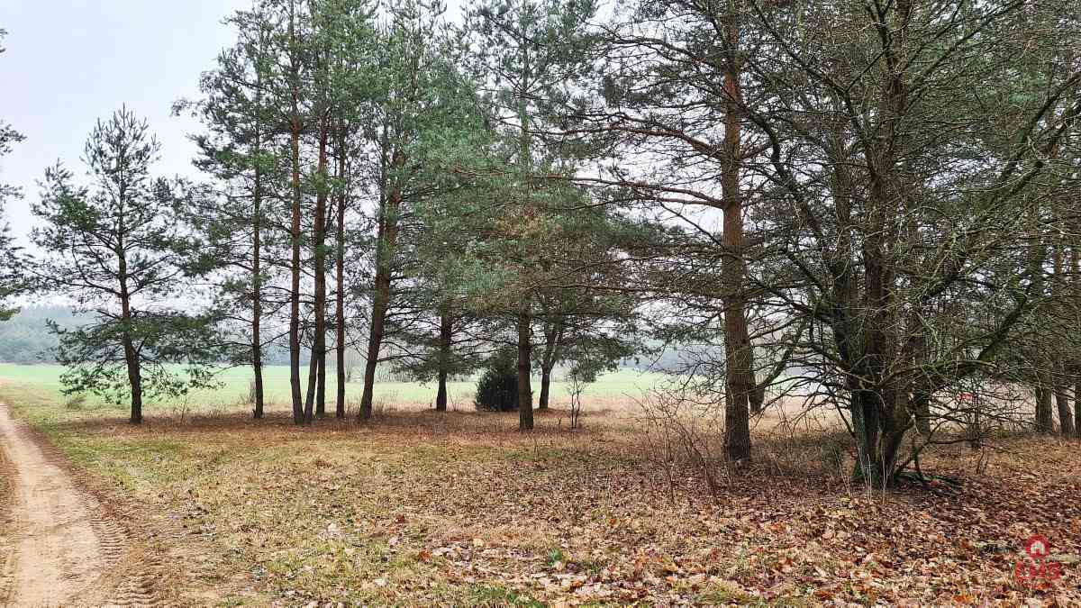Działka 1743 m2, Pieńki - zdjęcie 11