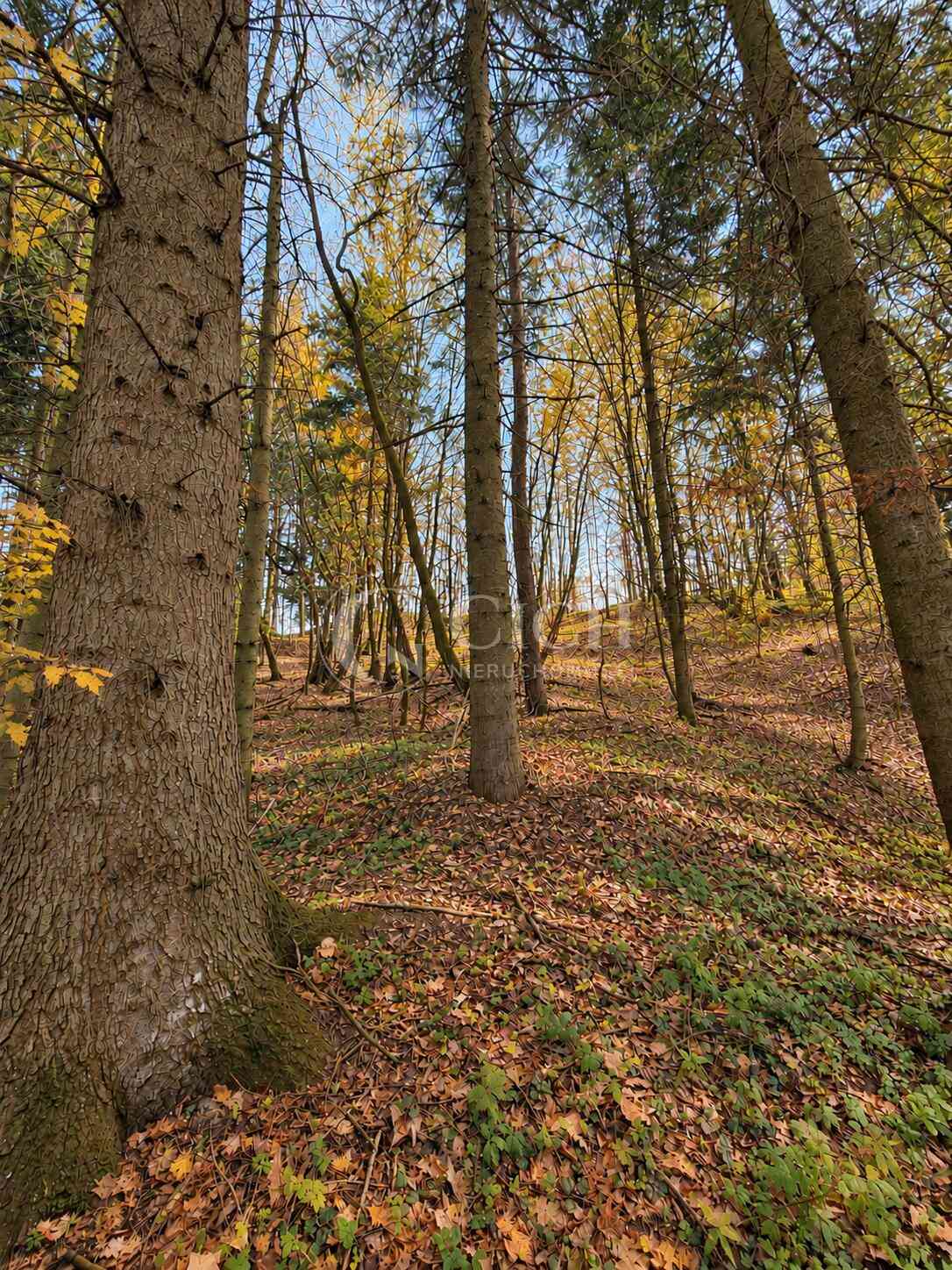 WYJĄTKOWA OFERTA - PRYWATNY LAS 81 ARÓW W OSTRUSZY W MAŁOPOLSCE - zdjęcie 4