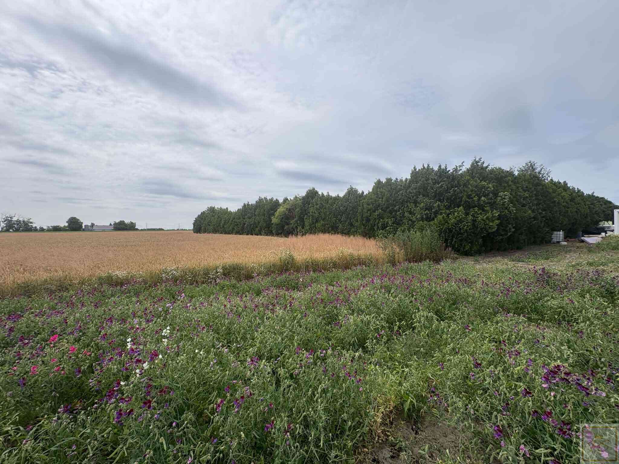 Działka siedliskowa tylko 20 km od Poznania