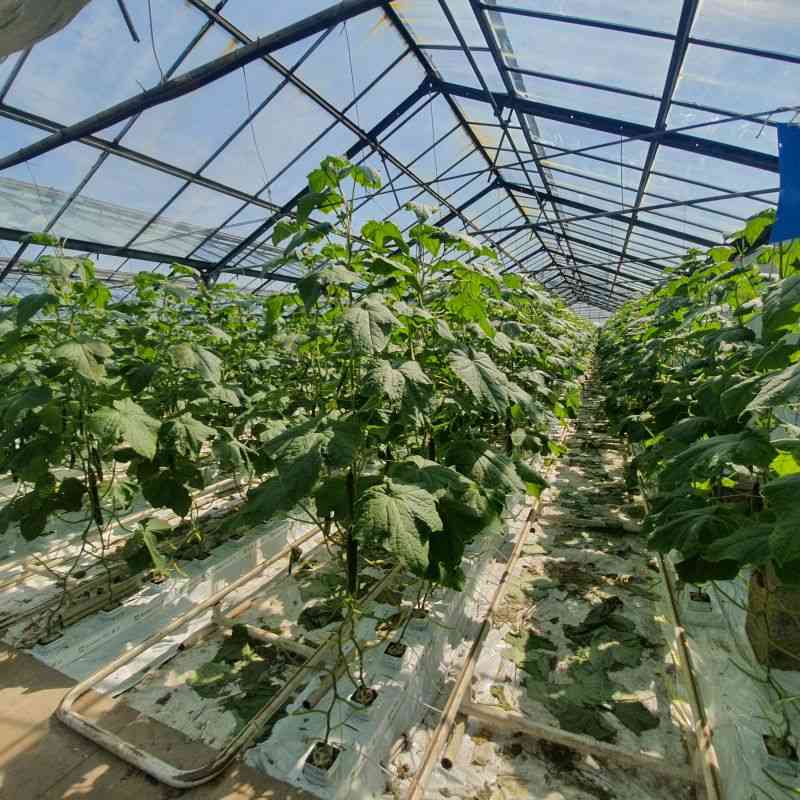 Nieruchomość rolna 39,83 ha z szklarniami – Dłużyna Górna - zdjęcie 9