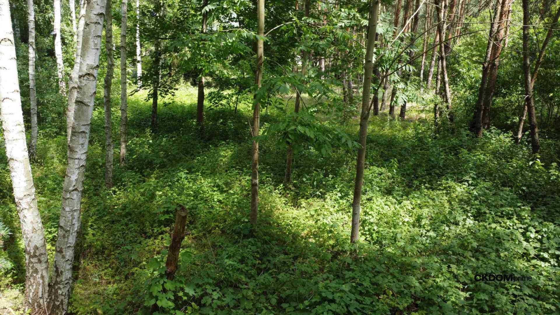 Działka z lasem  na wyłączność / Blisko aglomeracji - zdjęcie 9