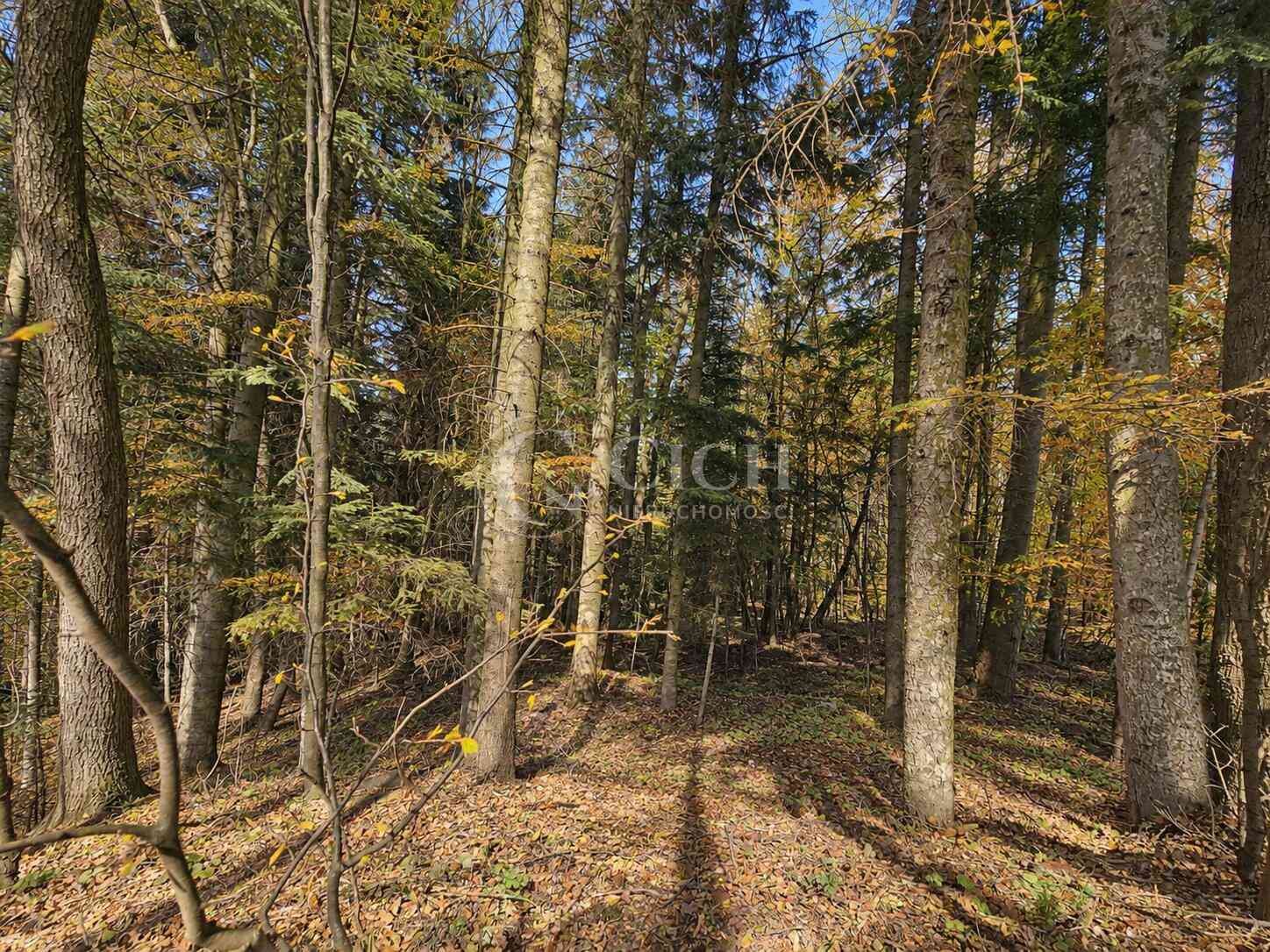 WYJĄTKOWA OFERTA - PRYWATNY LAS 81 ARÓW W OSTRUSZY W MAŁOPOLSCE - zdjęcie 8